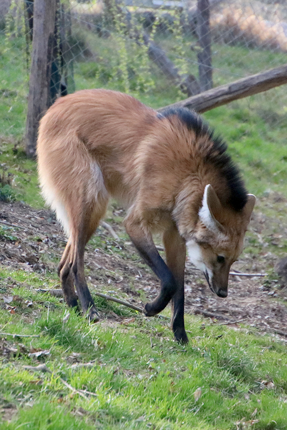 Mähnenwölfin Ornella erkundet das Gehege in der Tierwelt Herberstein
