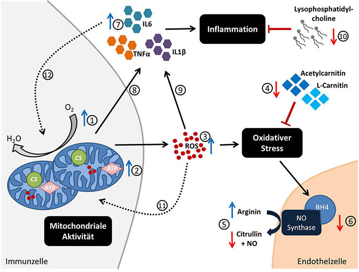 csm_Mitochondrien_Grafik_Uni Ulm1)