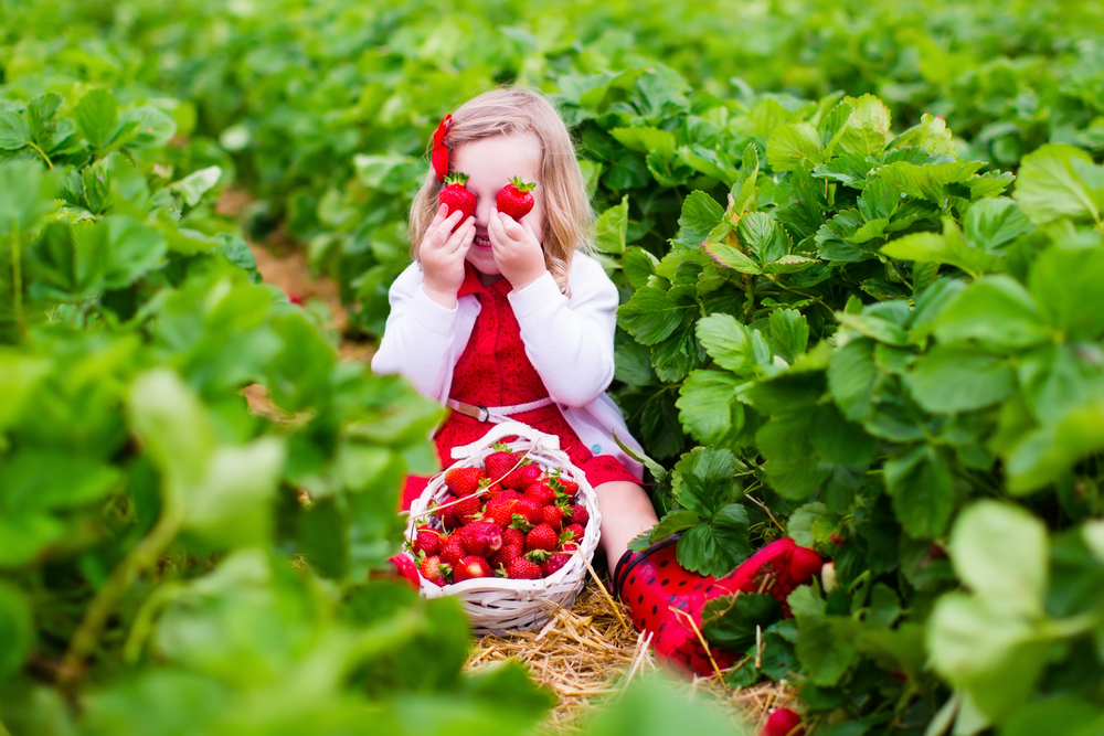Kind pflückt Erdbeeren