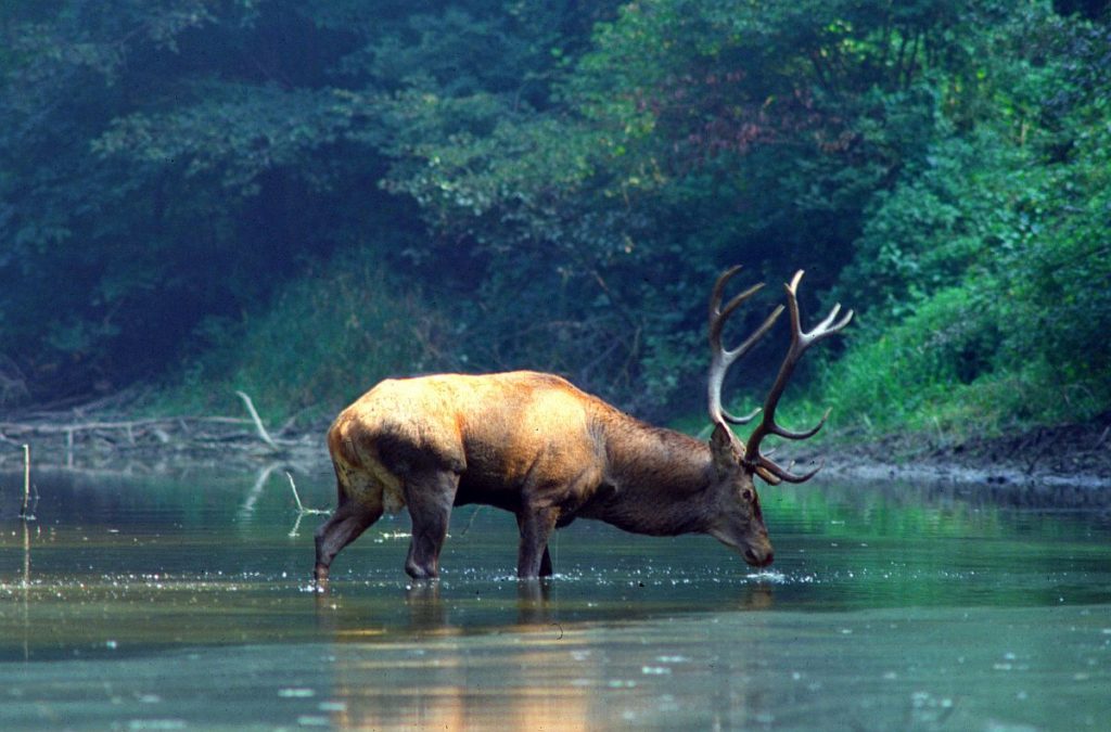 Nationalpark Donau-Auen Rothirsch