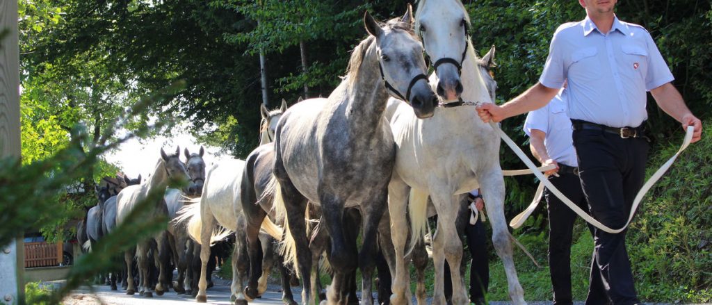 Lipizzaner_Almabtrieb