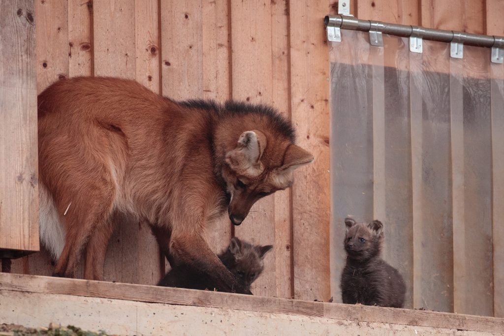 Mähnenwolf Mutter Ornella mit Babys bei der Erkundung des Außengeheges