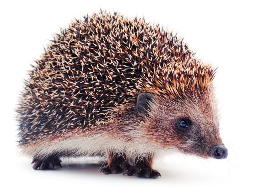 Steckbrief Tier Des Monats IGEL Familiii