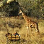 Tanda Safari Game Drive Giraffe