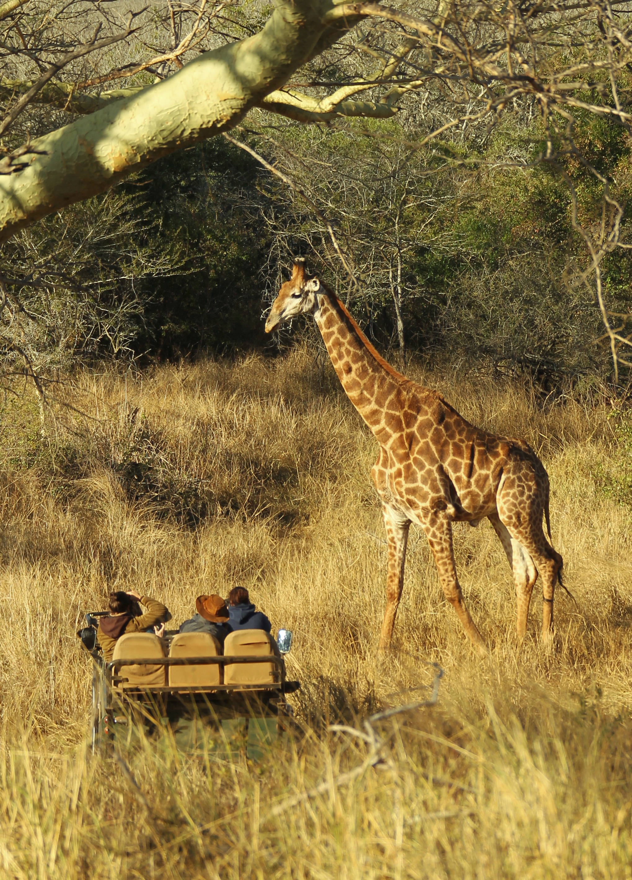 Tanda Safari Game Drive Giraffe