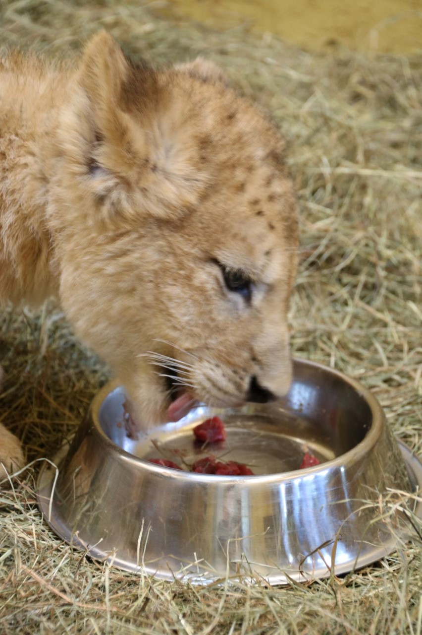 Junglöwe Spartacus genie§t seine erste Fleisch-Mahlzeit