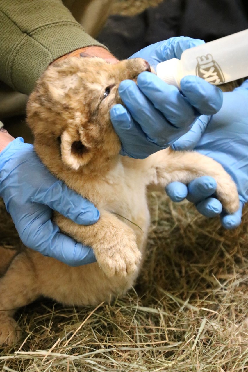Löwenbaby Spartacus eine Woche alt - Zufütterung mit Milchfläschchen