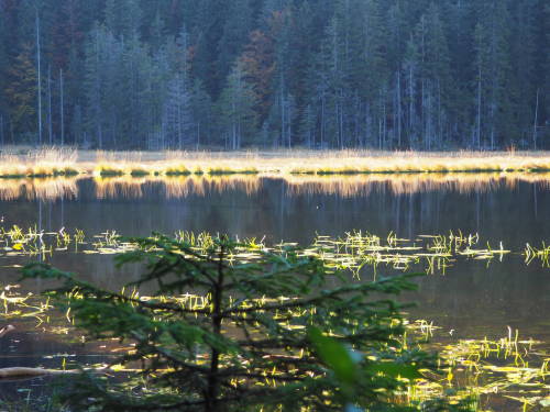 Abendstimmung am Großen Arbersee mit Schwinggrasinseln. Foto: obx-news/TVO/Eberl-Walter