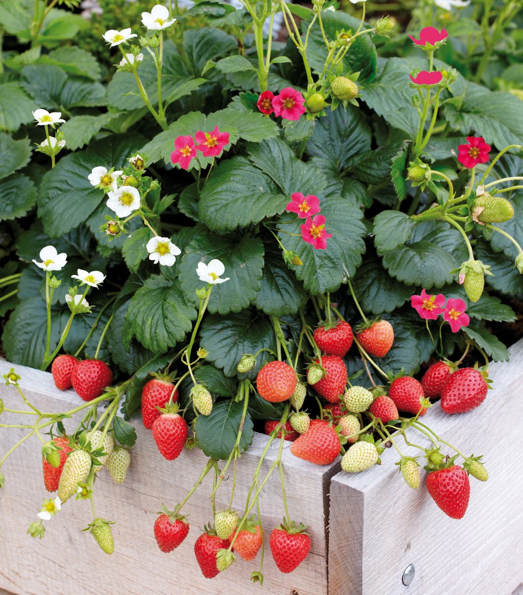 Weiße und pinke Blüten mit sü§en Früchten - die Gartenpflanze des Jahres überzeugt optisch und geschmacklich
