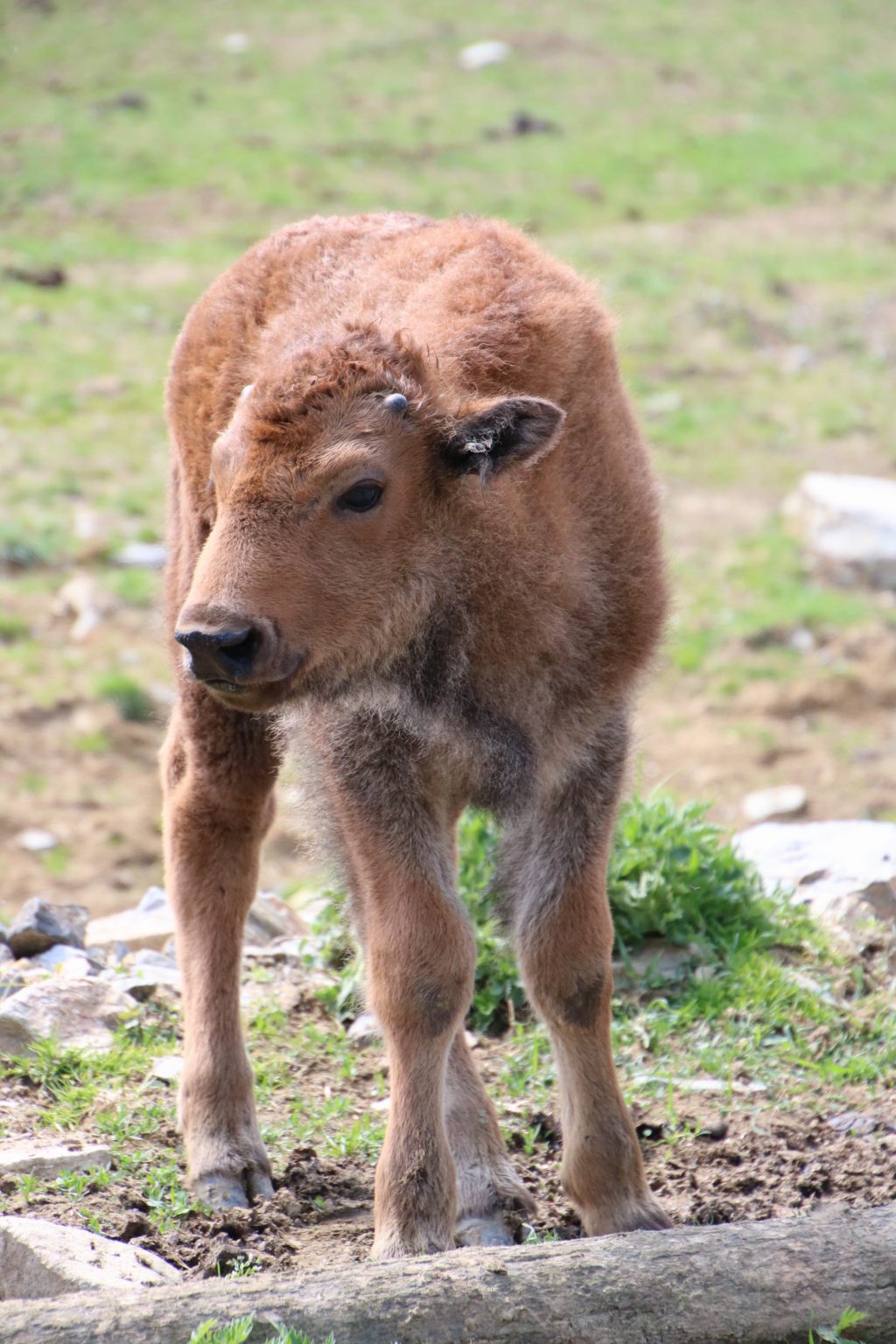 Bison Baby Anton, der jüngste Nachwuchs im oststeirischen Tierpark Herberstein