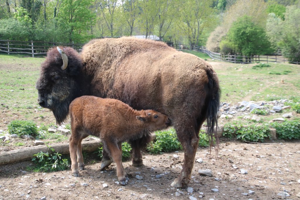 Bisonbaby Anton mit Mama Tennessee in der Tierwelt Herberstein
