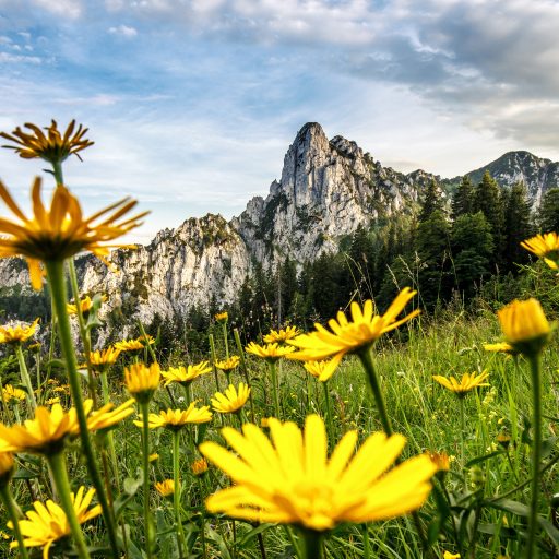 Ruhpolding: hoerndlwand_im_fruehling_mit_gelber_blumenwiese_c_ruhpolding_tourismus_gmbh