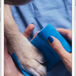 ©Pezz Chat Beratung 2