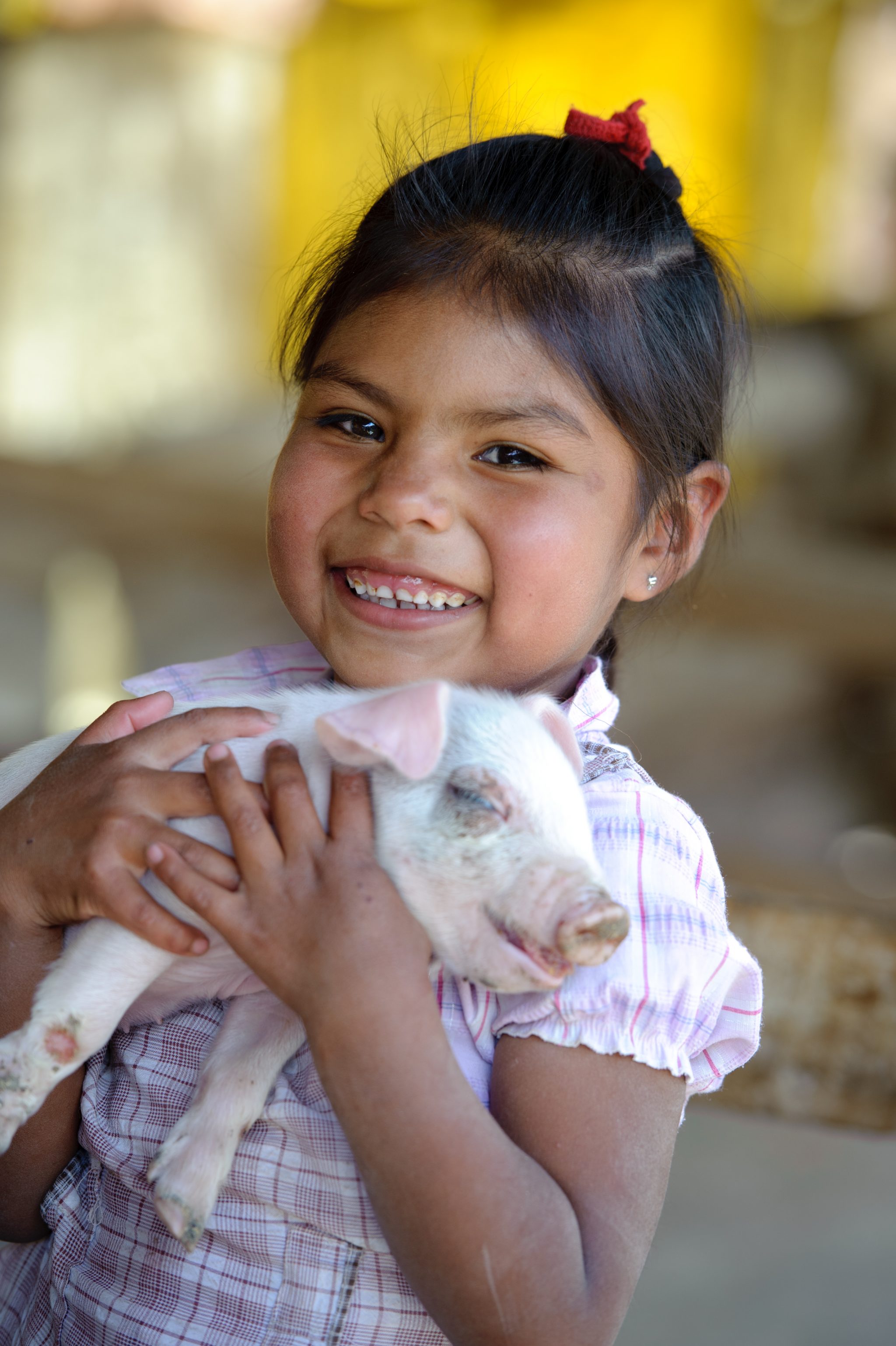 Arminda Alegre, 6, whose family's fortunes were dramatically changed by the gift of 2 pigs from the Gift Catalog. Gift Catalog Pig Story--From Suicidal to Successful--story by Kari Costanza. Summary: Arminda Alegre, 6, whose family's fortunes were dramatically changed by the git of 2 pigs from the Gift Catalog. Gift Catalog Pig Story--From Suicidal to Successful--story by Kari Costanza. In Vinto Chico, Viloma ADP, Bolivia. Family: Oscar Alegre, father; Elena, mother; Jimmy, 18; Jonathan, 16; Dennis, 13; Brian, 8;Arminda, 6. Project name: ADP Viloma - USA Funding: United States Latin America digital color vertical