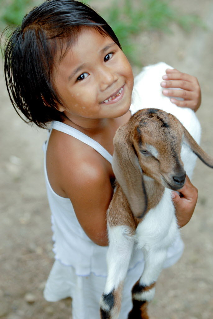 Mary Joy Miguel (age 4) holding a goat. Select images sent from WV Canada, CD310-003. Contact Robert Vesleño for full file of photos. For SHARE assignment s080326-3. See story in Scribe. Summary: Mary Jane and Melecio Miguel received six goats (five does and one buck) from World Vision Canada's gift catalogue in April 2007. The Miguels have 10 children and the goats will help provide them with milk and an extra source of income. The family works together to feed and care for the goats they received from World Vision. Project names: Aklan ADP ; Gift Catalogue Project-Animal Breeding Center And Demonstration Farm ; ADP Aklan Goat Raising Project Funding: Canada Asia digital color vertical