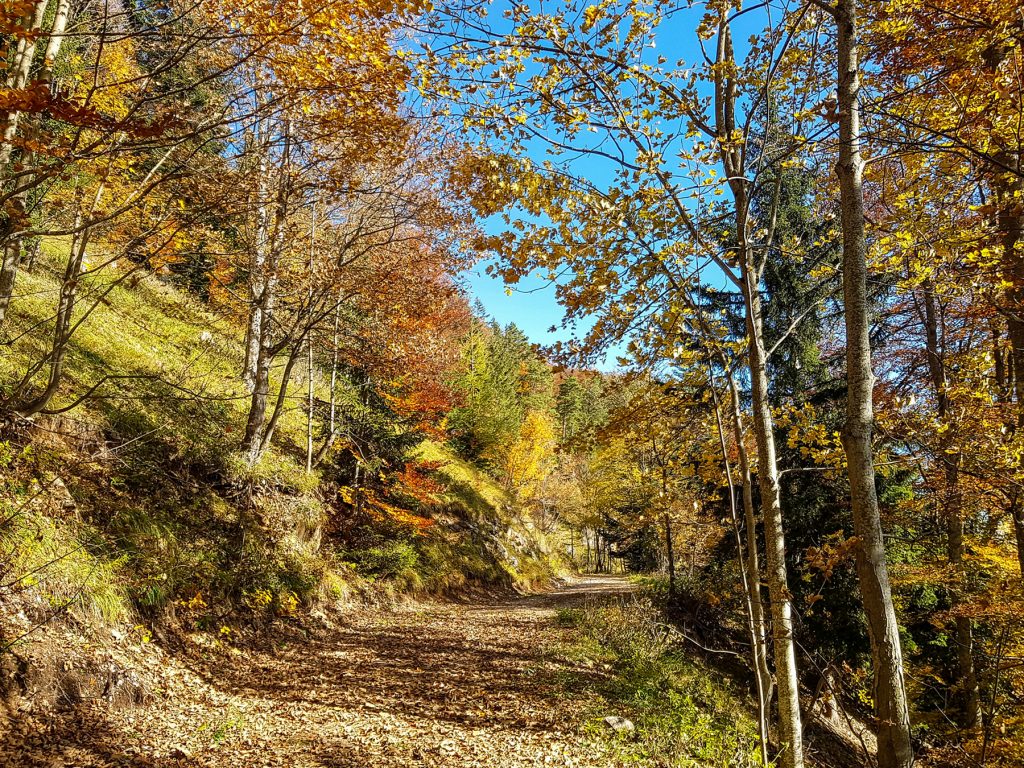 Herbstliche Wanderung auf den Schneeberg.