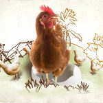 Hühner_visual