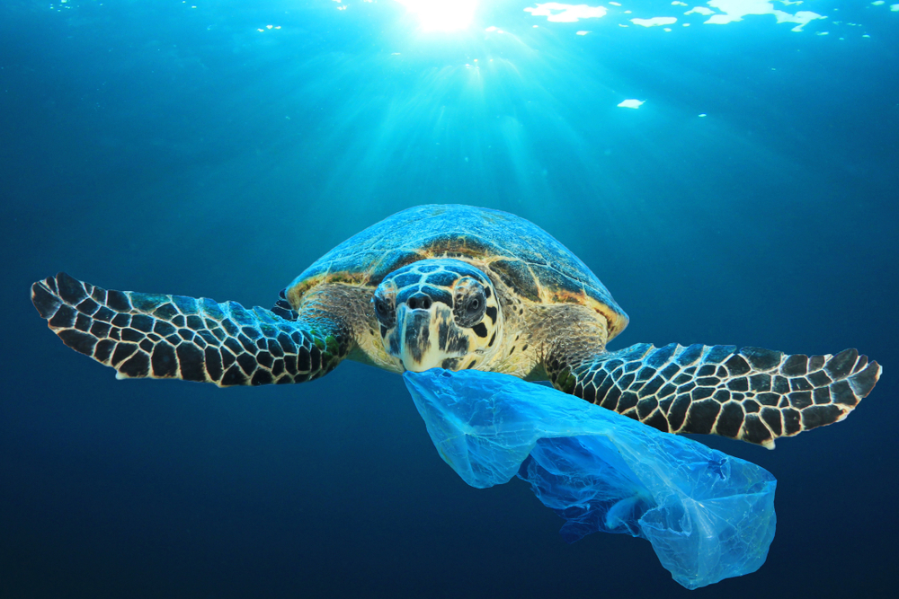 Schildkröte frisst Plastik