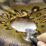 Schlange beim Zoodoc