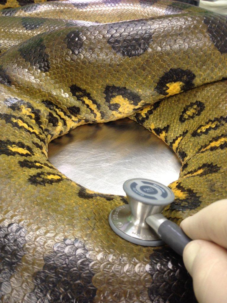 Schlange beim Zoodoc