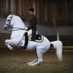 Levade währender Vorführung in der Spanischen Hofreitschule