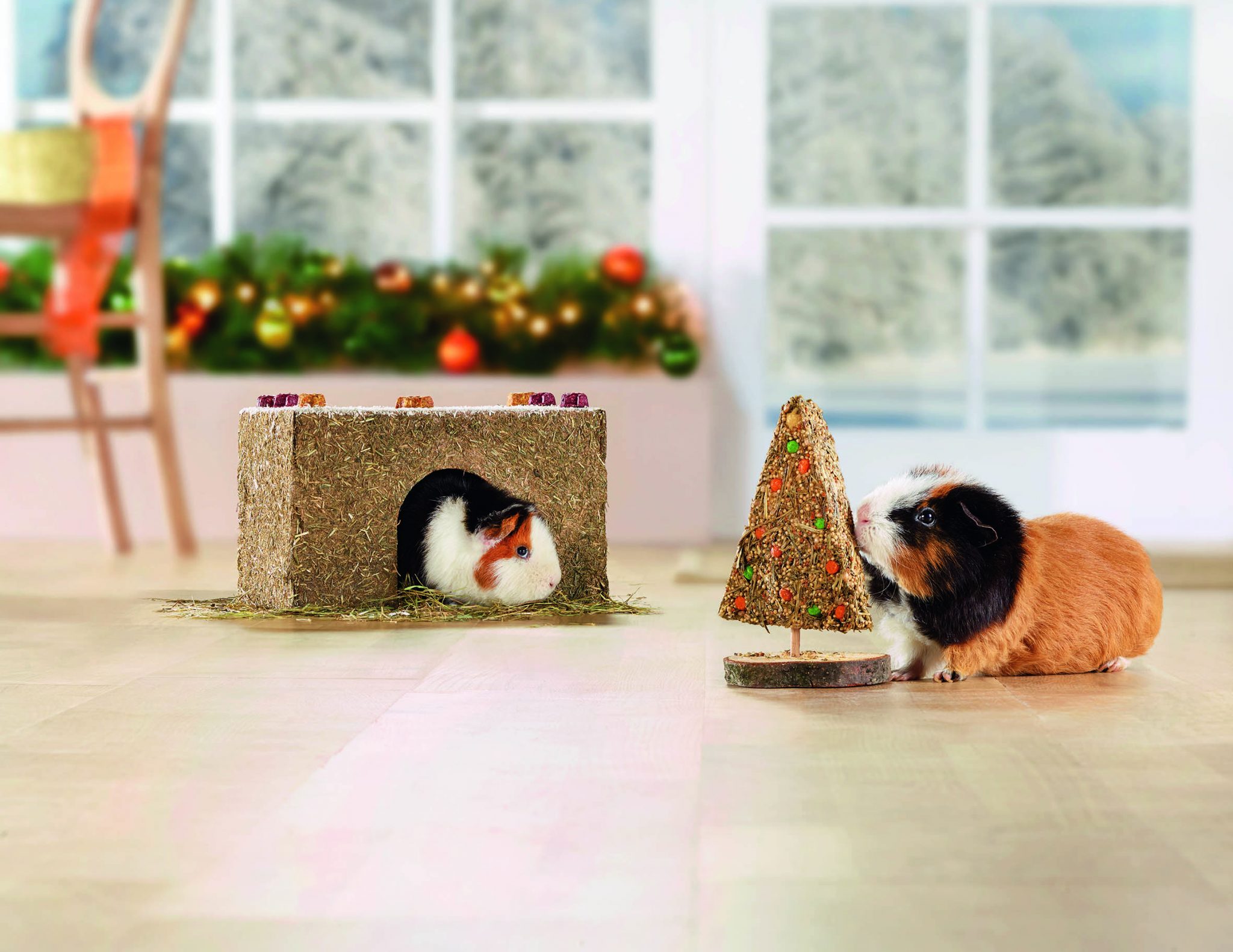 Meerschweinchenpärchen_Fressnapf