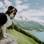 haushund_lenny_c_amira_kohlbecker_wanderhotel_vinschgerhof