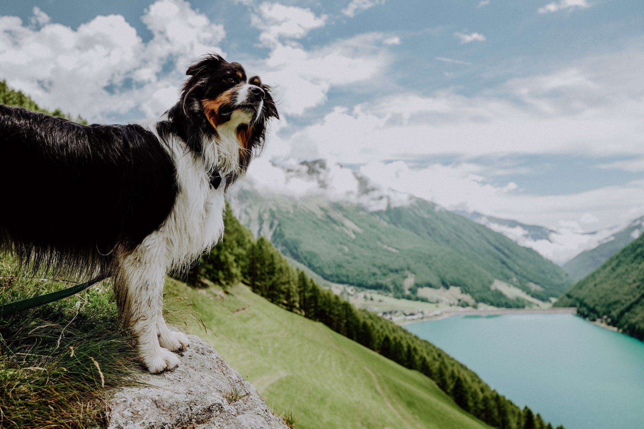 haushund_lenny_c_amira_kohlbecker_wanderhotel_vinschgerhof
