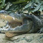 Beulenkrokodil mit offenem Maul Franz Wunsch