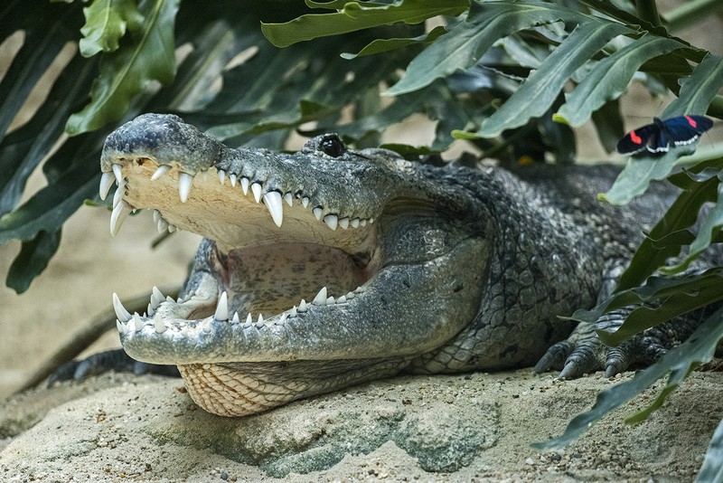 Beulenkrokodil mit offenem Maul Franz Wunsch