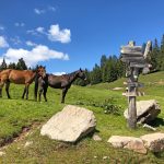 eurohike-wanderreise-moelten-rundwanderung-pferde