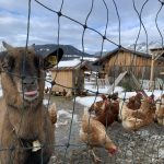 Zwergziegen beschützen die "Söller Wanderhennen" vor dem Habicht