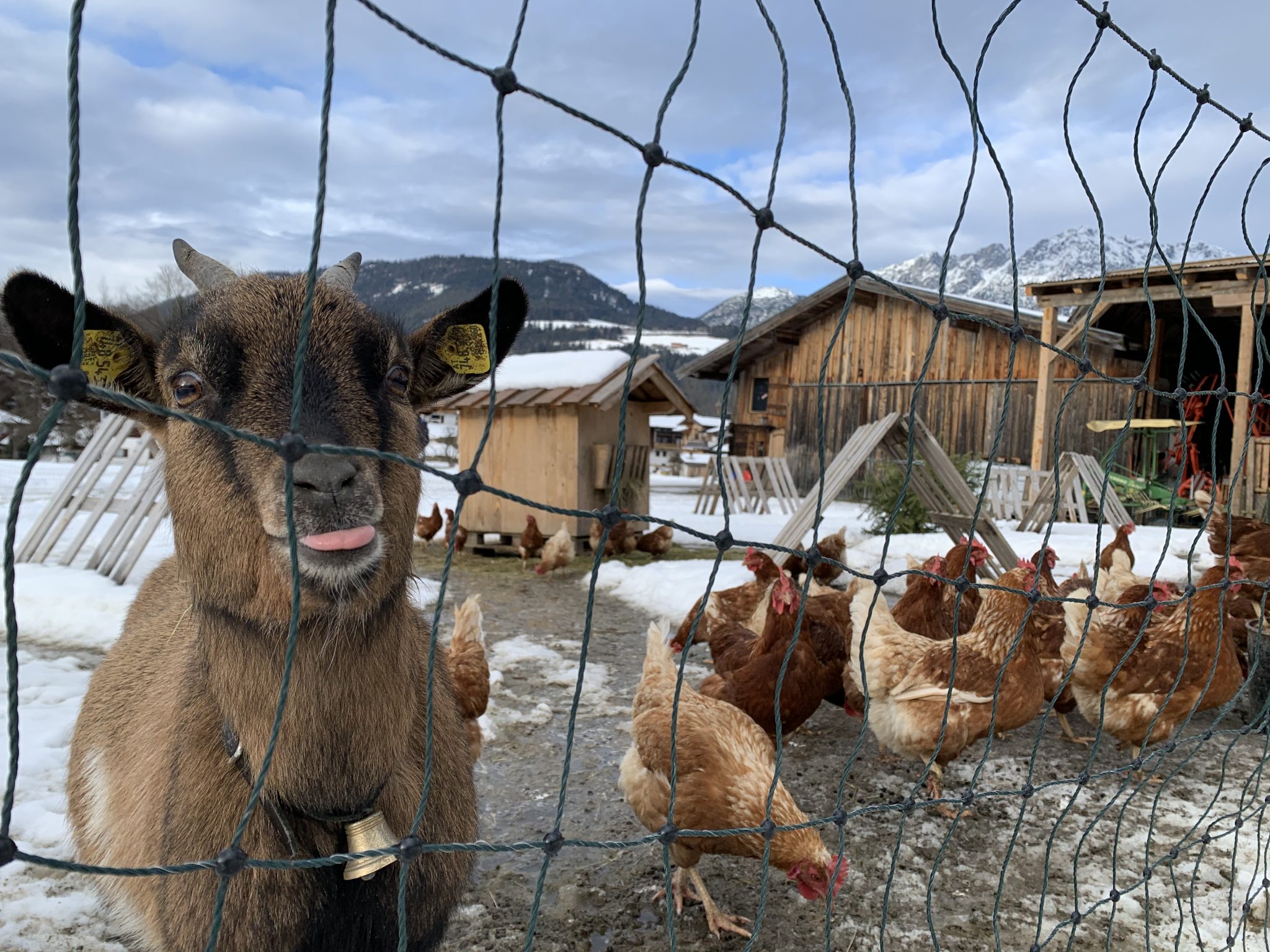 Zwergziegen beschützen die "Söller Wanderhennen" vor dem Habicht