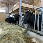 30 Wagyu-Rinder leben im neuen Stall am Blaikenhof in Going