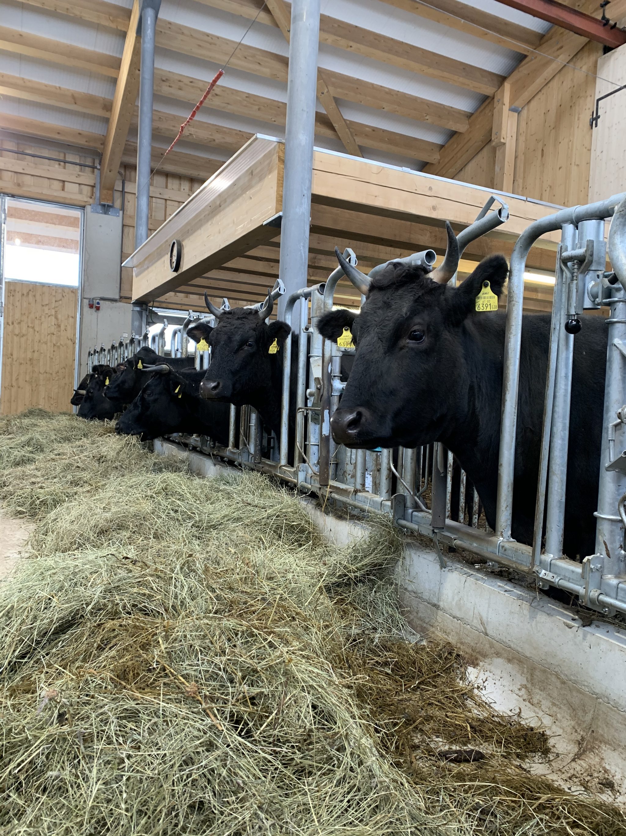 30 Wagyu-Rinder leben im neuen Stall am Blaikenhof in Going
