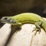 Outdoor-Terrarien_ Smaragdeidechse