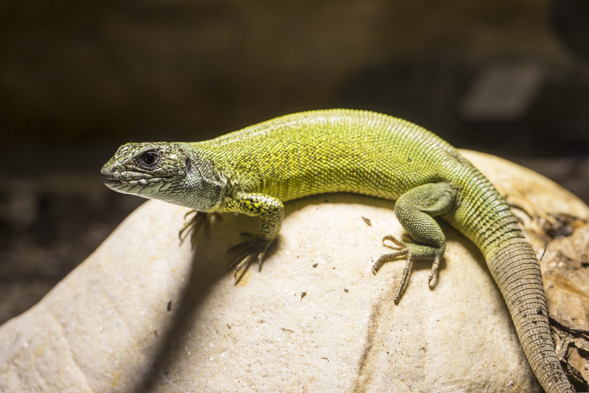 Outdoor-Terrarien_ Smaragdeidechse