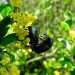 Rosenkäfer auf Berberitze April 2020