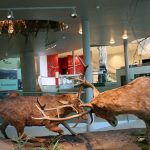 Rotwild im Haus für Natur (Präparate)