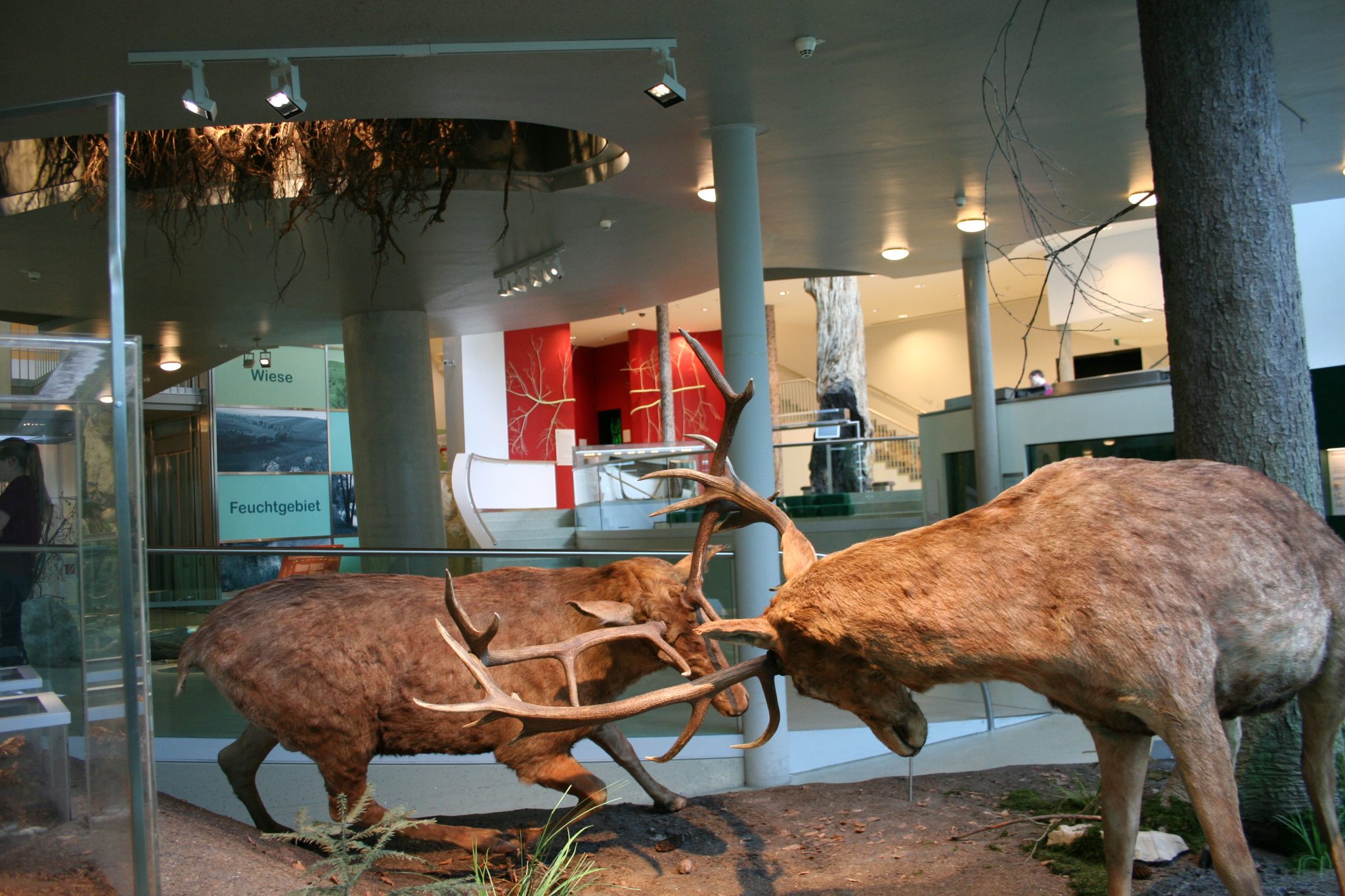 Rotwild im Haus für Natur (Präparate)