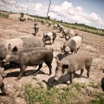 Schweine www.sandrastojkov.com