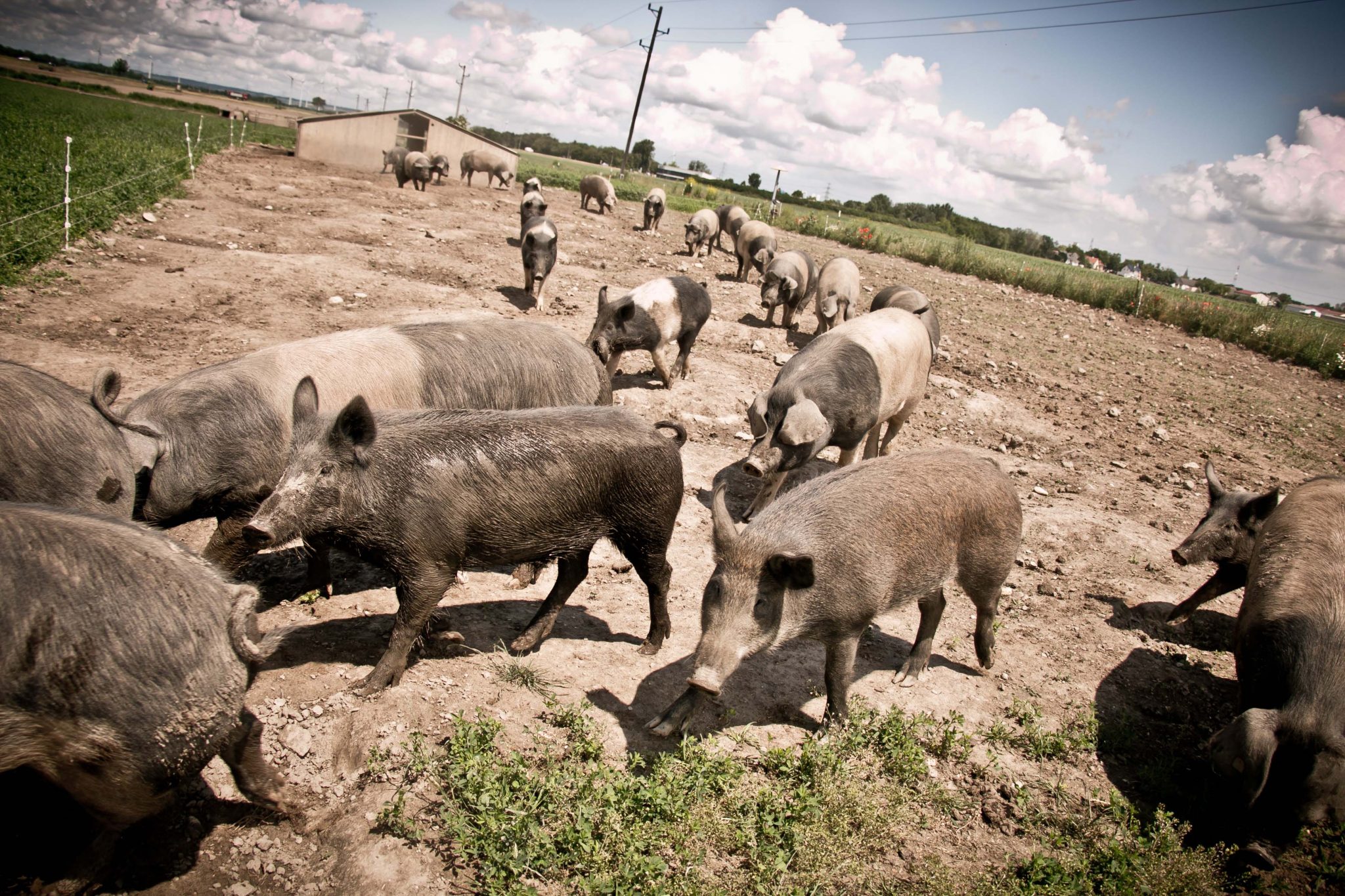 Schweine www.sandrastojkov.com