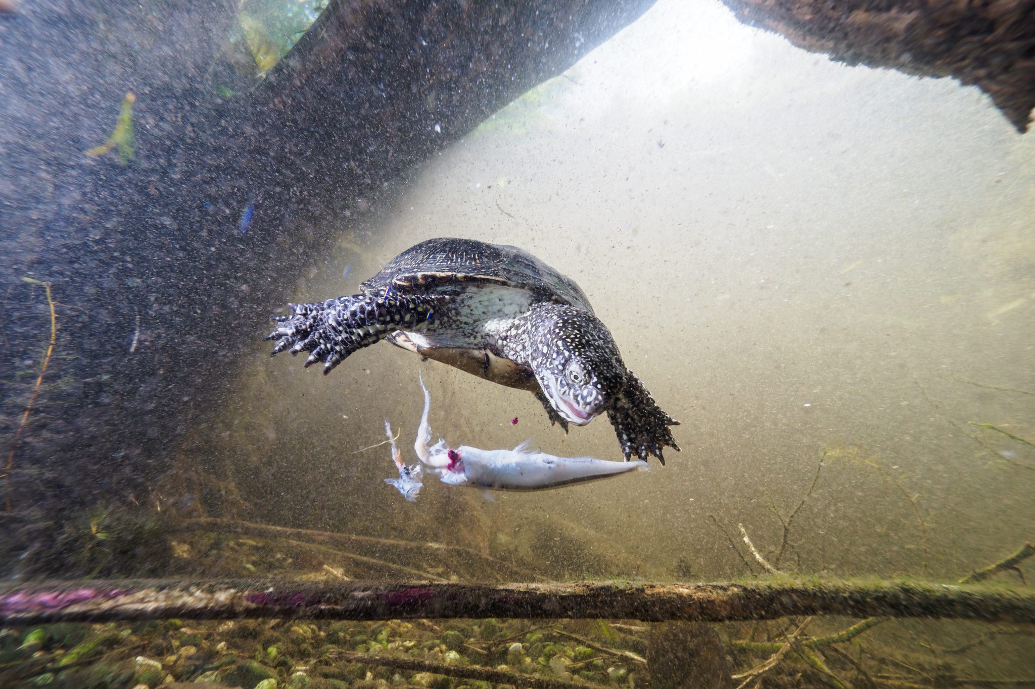 Sumpfschildkroete_FotoBenediktReisner-