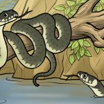 Tiergeschichten Ringelnatttern