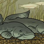 Tiergeschichten Welse