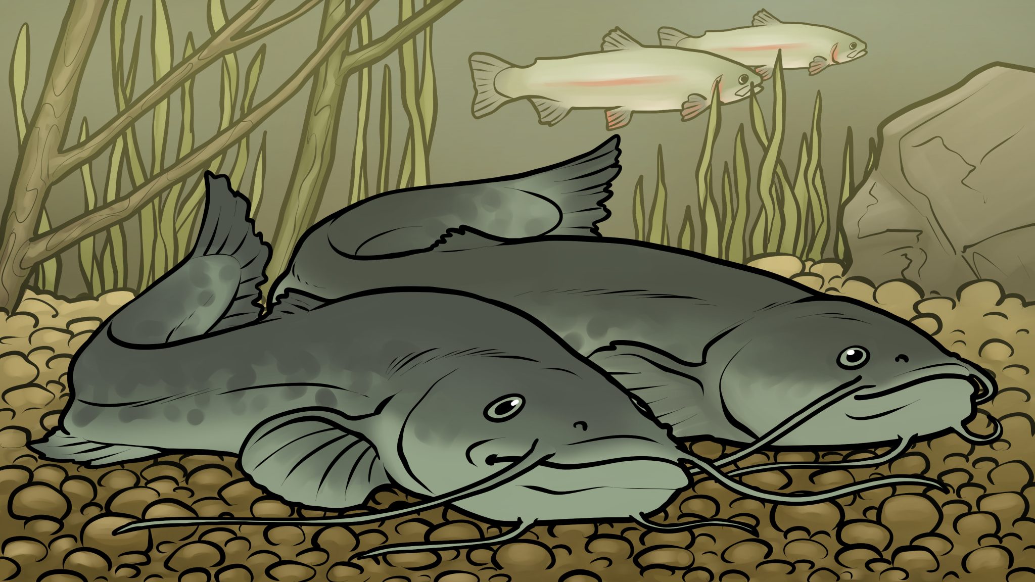 Tiergeschichten Welse