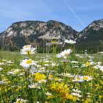 Top-Ausflugsziele Niederösterreichs-4