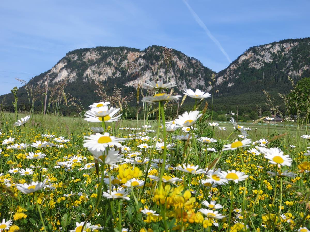 Top-Ausflugsziele Niederösterreichs-4