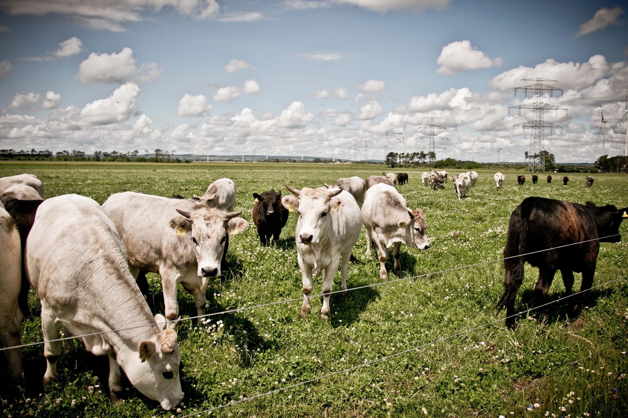 Weidebeef 1, www.sandrastojkov.com