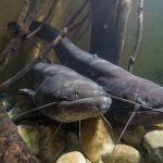 Welse-im-Haus-für-Natur.j